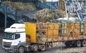 A sugarcane truck offloading unprocessed cane at a factory in Kenya. PHOTO/ File