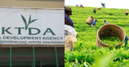 A collage photo showing KTDA building and one of its tea farm with farmers harvesting tea. Photo/ KTDA