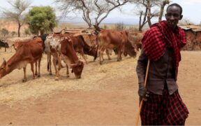 A person herding livestock PHOTO/NMG