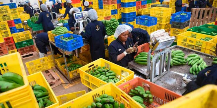A photo showing business operations at the Twiga Food company . Photo/ File