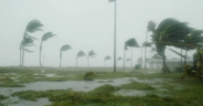 An image of strong winds along the Kenyan coast, bending palm trees. Photo / File