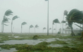 An image of strong winds along the Kenyan coast, bending palm trees. Photo / File