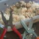 A photo of the pliers allegedly hidden inside a plate of rice brought to Ruai Police Station.PHOTO/DCI