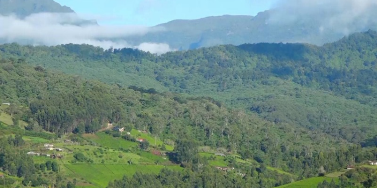 Justin Muturi Calls Out Aberdare Logging as Residents Fear Water Crisis, Sawmillers Defend Cuts