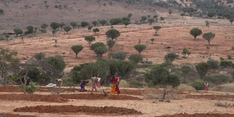 According to the World Bank and other sources, Arid and Semi-Arid Lands (ASALs) occupy more than 80% of Kenya’s landmass., Semi-Arid Counties
