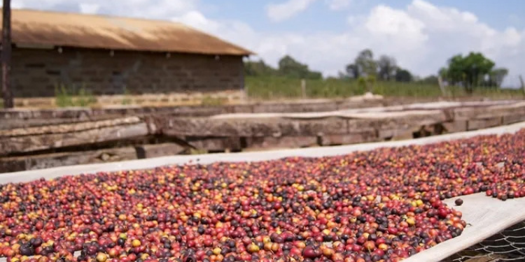 Coffee aired out to dry after harvesting in Kenya . Photo/ File