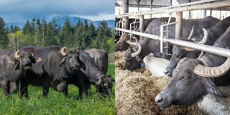 What Happens to Your Body When You Drink Buffalo Milk
