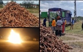 Sandalwood consignment being destroyed at Maralal. PHOTO/ DCI Kenya X
