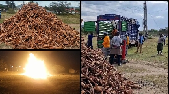 Sandalwood consignment being destroyed at Maralal. PHOTO/ DCI Kenya X