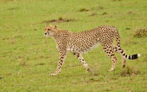 A cheetah in the Masai Mara Game reserve. PHOTO/Mara Game Reserve. KWS