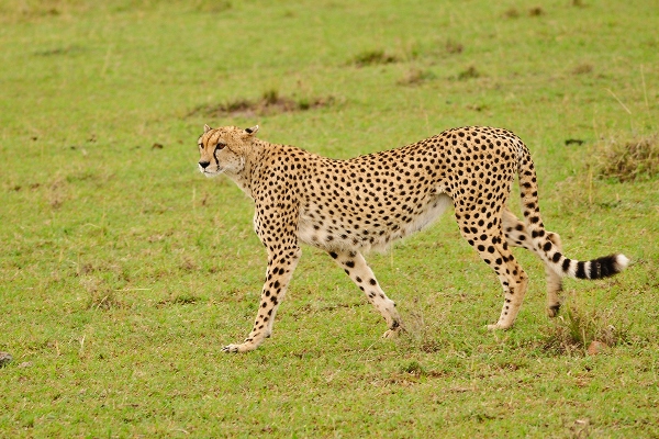 A cheetah in the Masai Mara Game reserve. PHOTO/Mara Game Reserve. KWS