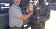 KWS officials with Osprey bird that landed in Siaya. PHOTO/KWS X