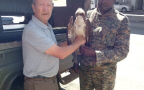KWS officials with Osprey bird that landed in Siaya. PHOTO/KWS X