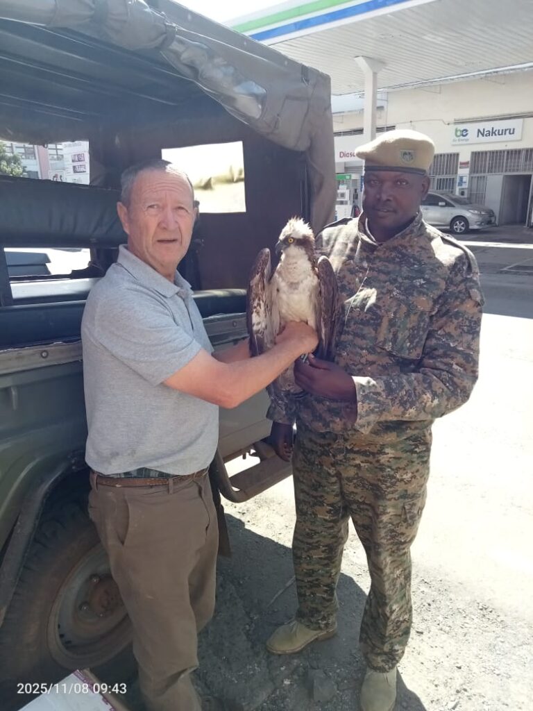KWS officials with Osprey bird that landed in Siaya. PHOTO/KWS X
