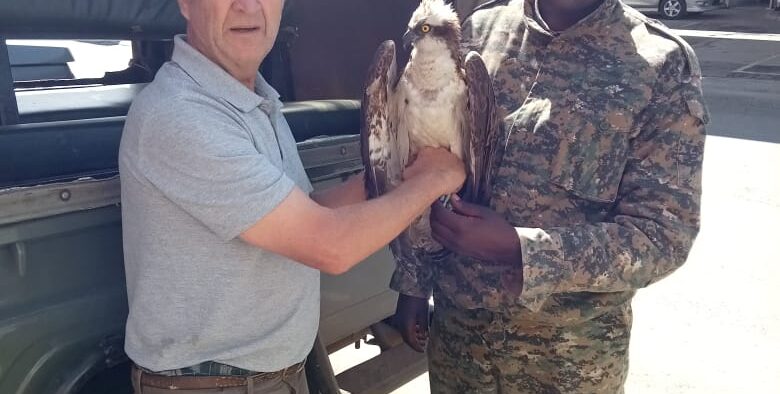 KWS officials with Osprey bird that landed in Siaya. PHOTO/KWS X