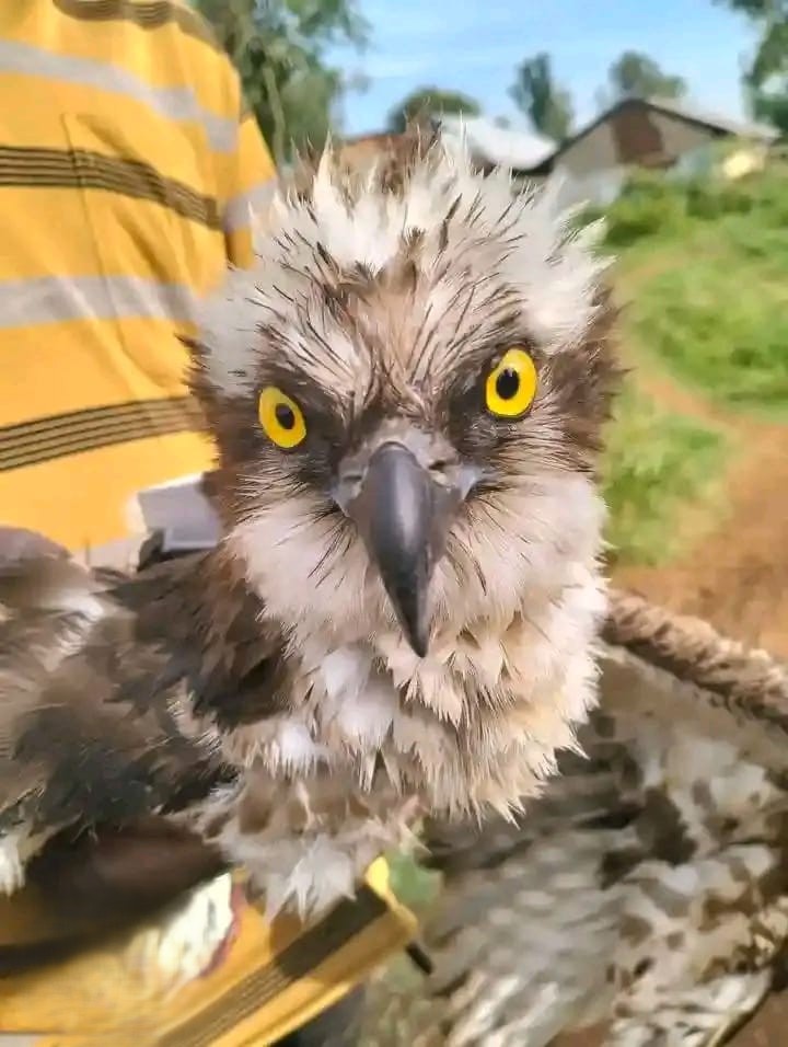 Osprey bird that landed in Siaya. PHOTO/KWS X