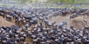 Wildebeest Migration At the Masai Mara National Park. PHOTO/ File