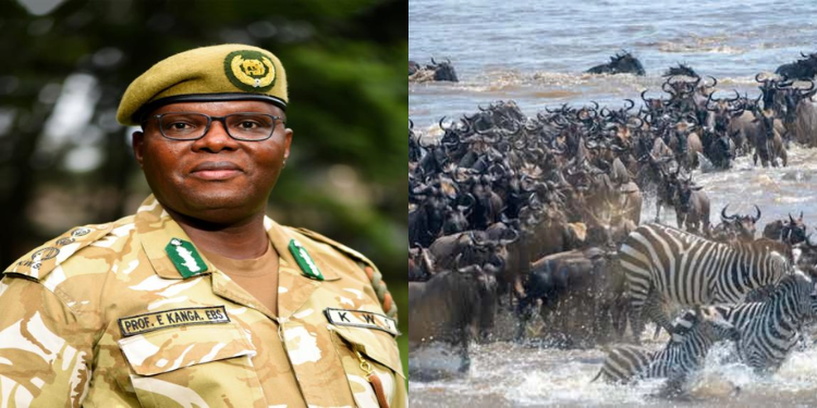 KWS Director General Erastus Kanga and past migration of wildbeasts. PHOTO/KWS/Citizen.