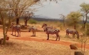 Mwea National Reserve Image/Kenya Safaris Tours