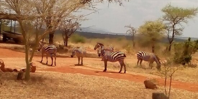 Mwea National Reserve Image/Kenya Safaris Tours