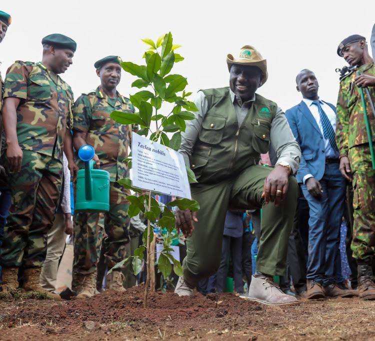 President William Ruto Plants a Tree During the Launch of the National Programme for Accelerated Forestry and Rangelands Restoration on December 16, 2022. Photo courtesy of PPS