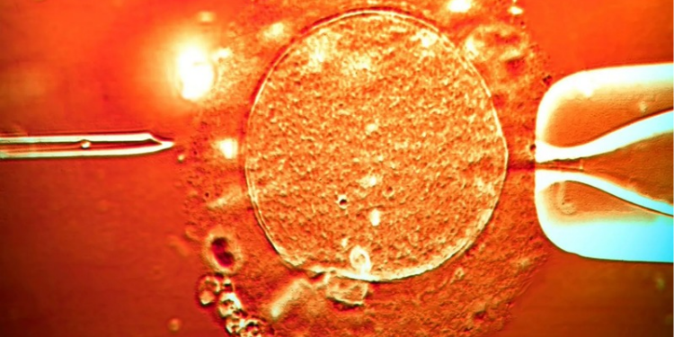 The Donor's Sperm was used in Clinics Across Europe. PHOTO/ (stock image)