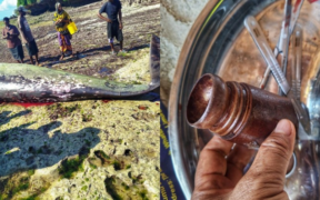 An image of the plastic container that has been found in the whale's intestine during postmortem Image/KWS/X