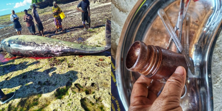 An image of the plastic container that has been found in the whale's intestine during postmortem Image/KWS/X