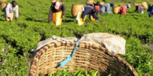 Tea farmers in Kenya. PHOTO/ Citizen Digital.