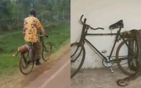 Siaya farmer's ordeal sparks debate on human-wildlife conflict