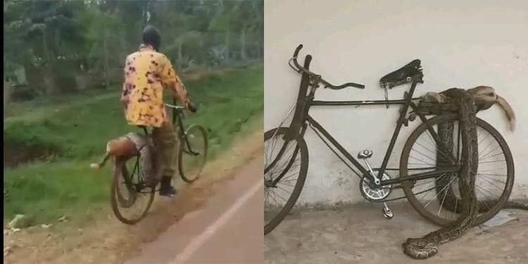 Siaya farmer's ordeal sparks debate on human-wildlife conflict