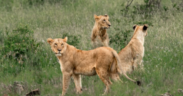 Lionesses roaming inside the Nairobi National Park.