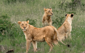 Lionesses roaming inside the Nairobi National Park.