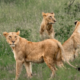 Lionesses roaming inside the Nairobi National Park.