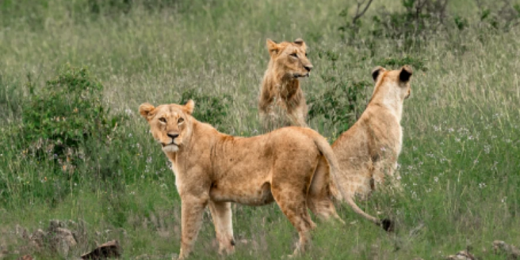 Lionesses roaming inside the Nairobi National Park.