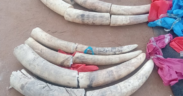 The image shows 110 kg seized elephant tusks PHOTO/KWS/X