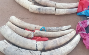The image shows 110 kg seized elephant tusks PHOTO/KWS/X