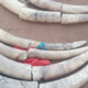 The image shows 110 kg seized elephant tusks PHOTO/KWS/X