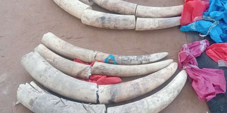 The image shows 110 kg seized elephant tusks PHOTO/KWS/X