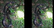 Kenya Wildlife Service (KWS) officers later attended the scene, recorded the incident, and transferred the snake to the facility for viewing....Siaya