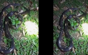 Kenya Wildlife Service (KWS) officers later attended the scene, recorded the incident, and transferred the snake to the facility for viewing....Siaya