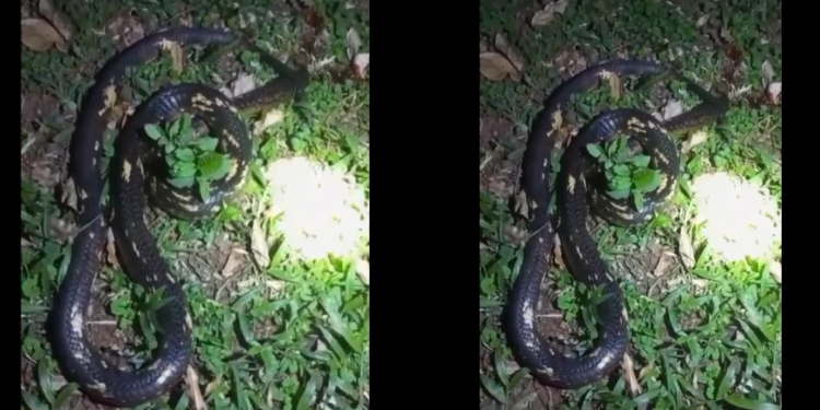 Kenya Wildlife Service (KWS) officers later attended the scene, recorded the incident, and transferred the snake to the facility for viewing....Siaya