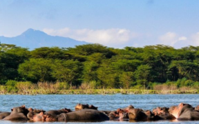 Four foot-fishermen feared dead after being attacked by hippos in Lake Naivasha Image/pin