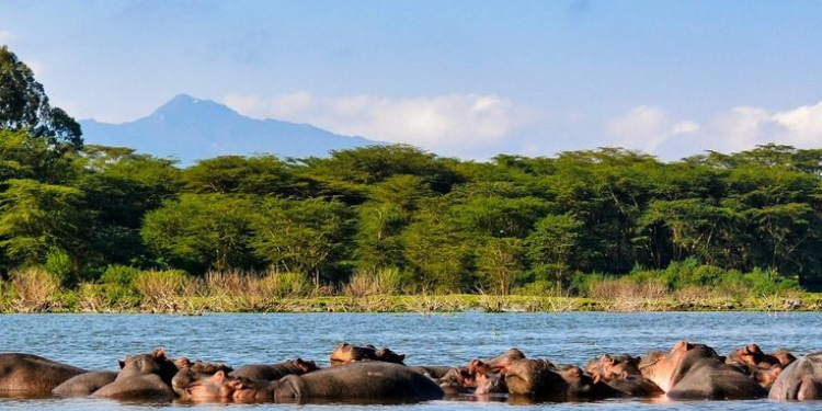 Four foot-fishermen feared dead after being attacked by hippos in Lake Naivasha Image/pin