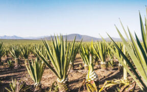Sisal grower Rea Vipingo Plantations