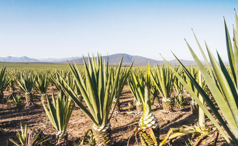 Sisal grower Rea Vipingo Plantations