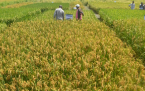 Rice field in Mwea Irrigation Scheme. PHOTO/ KNA