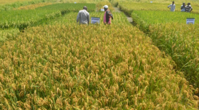 Rice field in Mwea Irrigation Scheme. PHOTO/ KNA