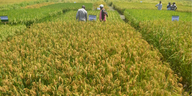 Rice field in Mwea Irrigation Scheme. PHOTO/ KNA