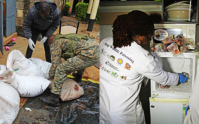 KWS has issued a warning on the dangers of bushmeat consumption after seizing several packs of suspected deboned zebra meat in Gikambura, Kiambu. PHOTO/KWS.